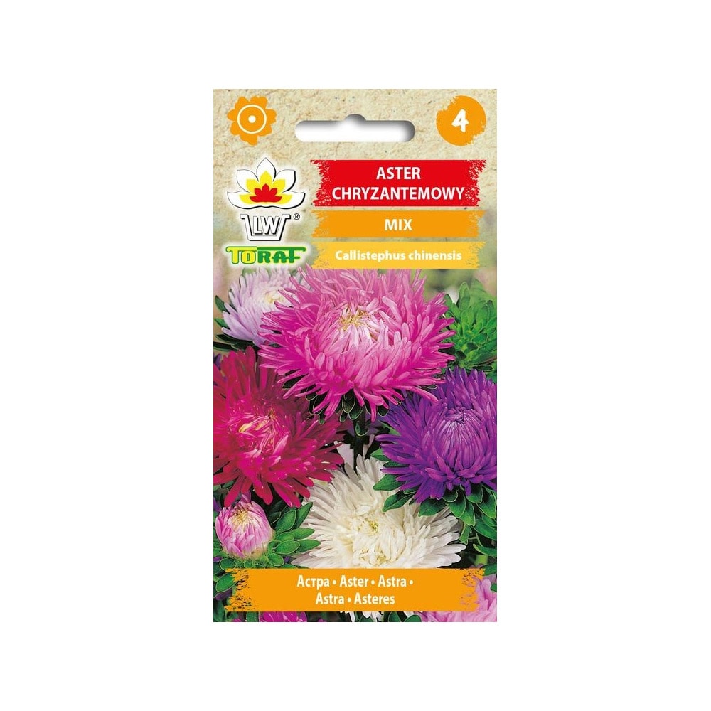 Aster Krysantemum Mix