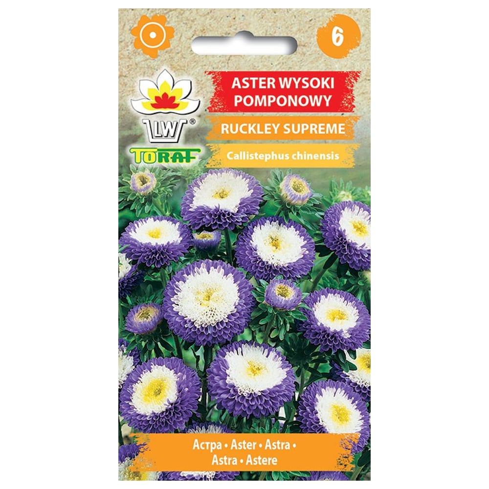 Frø til aster Ruckley Supreme - Blå pomponblomster med hvidgul midte
