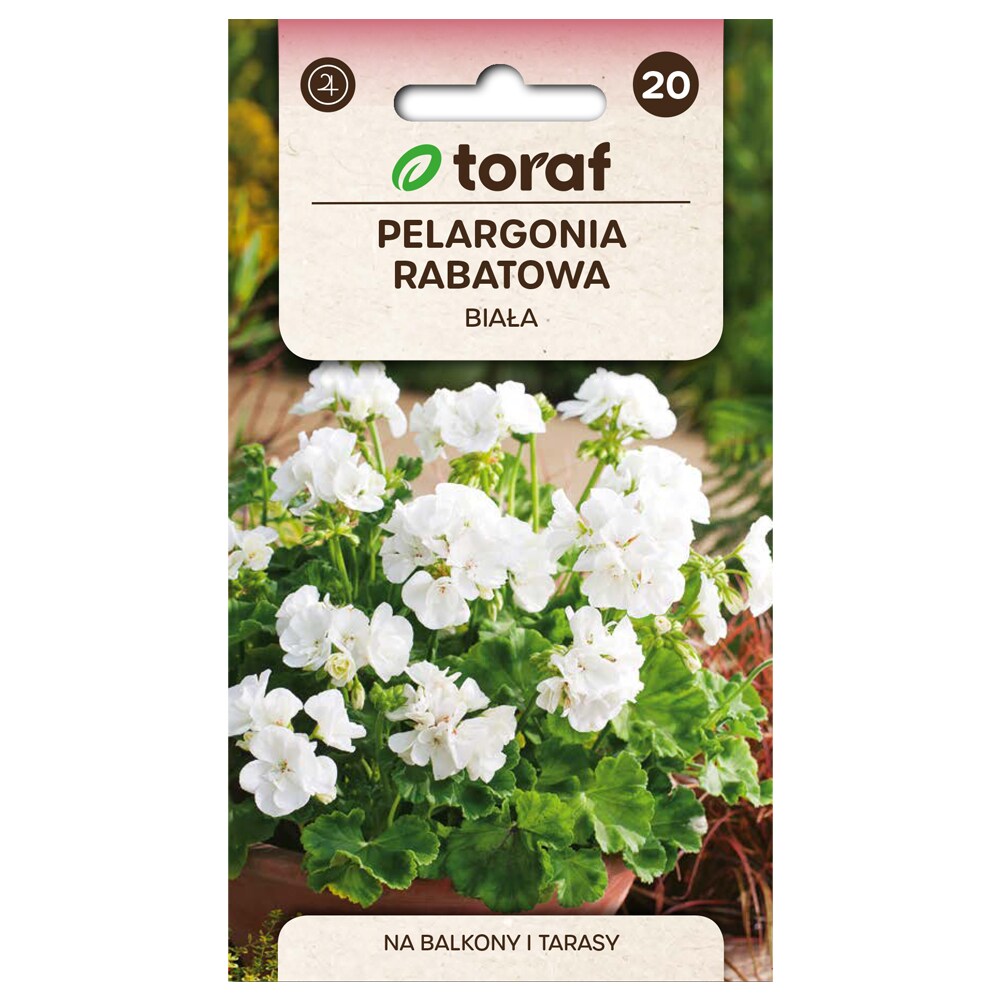 Zonalgeranium frø hvid - Pragtfuld blomstring til krukker og bede