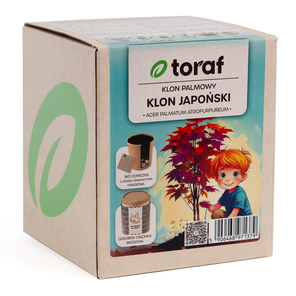 Frøsæt og potte til japansk ahorn - dyrk et prægtigt prydtræ