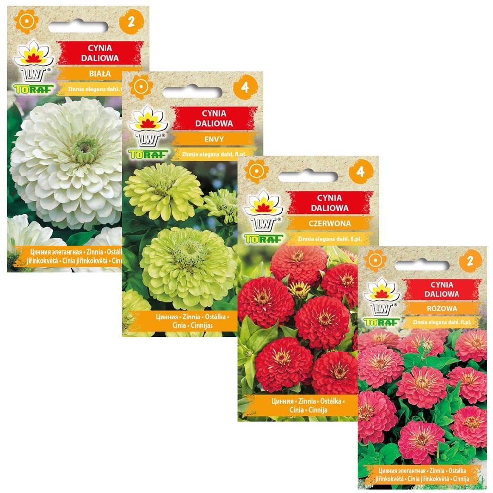 Zinnia-favoritter - farverige blomster til haven og buketter