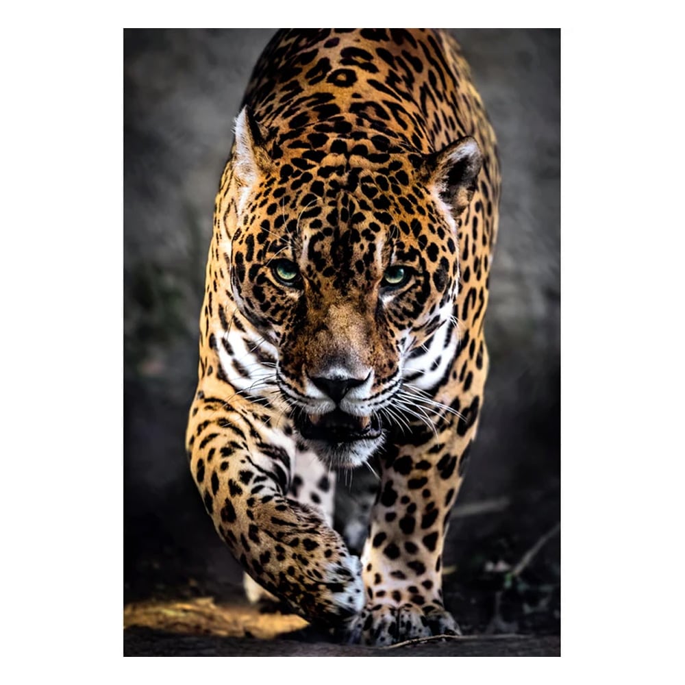 Puslespil 1000 brikker Jaguarens vandring