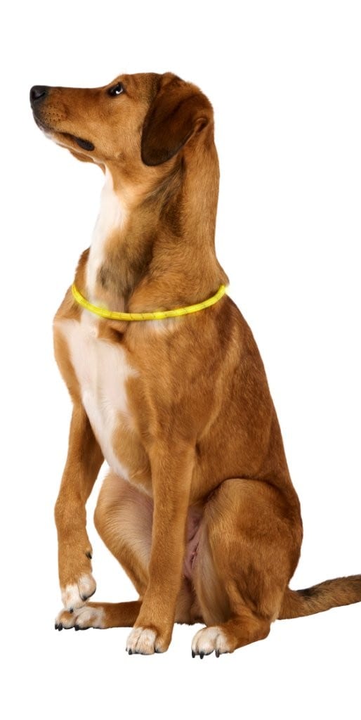 LED-hundehalsbånd 50 cm / lysende hundehalsbånd til hunde / hundehalsbånd til aftenture