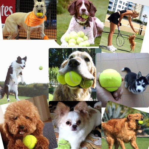 Tennistræner / Hundetræner