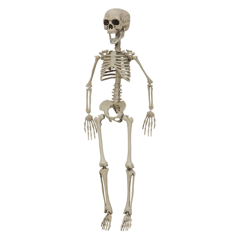 Skelet 76 cm